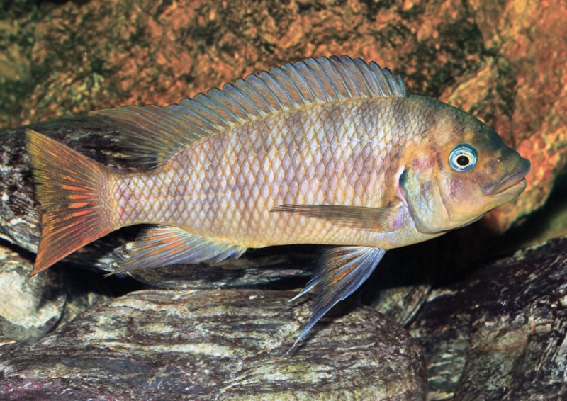 Petrochromis sp. 'red mpimbwe'